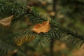 Autumn in the mixed Siberian forest.