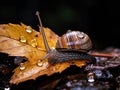 Autumn Moments: Leaves Descend from Trees, Rain Kisses the Forest Floor with Snail