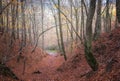 Autumn in the Montseny Natural Park, Catalonia