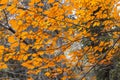 Autumn in the Montseny Natural Park, Catalonia