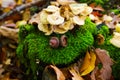 Autumn mood atmosphere: View on moss covered tree trunk, foliage leaves, group of white mushrooms, hazelnut in german forest -