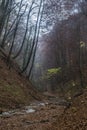 Autumn mood in forest