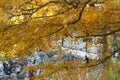 Autumn mood, golden autumn, the meaning of apricot strong, the leaves on the wall, Suzhou garden features, ceramic tile wall