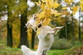 Autumn mood. Happy golden retriever dog playing with leaves. Royalty Free Stock Photo