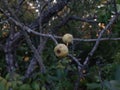 Autumn mood with a pair of wild pear fruit on a tree - Pyrus pyraster