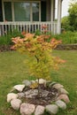 An Autumn Moon Japanese Maple tree with green, orange and red leaves, in front of a porch in Wisconsin Royalty Free Stock Photo