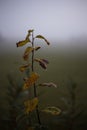 Dark and sad photo of a branch with leaves and foggy meadow