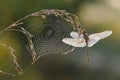 Autumn morning, the dragonfly on the plant is waiting for the sun, dragonfly and cobweb in the dew Royalty Free Stock Photo