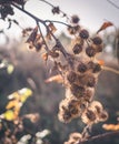 Autumn morning and dry thistles Royalty Free Stock Photo