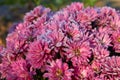 Flowers with hoarfrost,autumn morning in the flower garden, chrysanthemum covered with frost in the sun Royalty Free Stock Photo