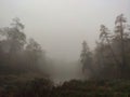 Autumn morning at a forest lake with fat fog and beautiful warm colors Royalty Free Stock Photo