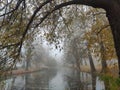 Autumn morning at a forest lake with fog and beautiful warm colors Royalty Free Stock Photo