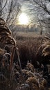 Autumn morning. Frosty autumn morning. Sun in autumn landscape