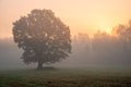 Autumn morning landscape with a beautiful oak tree. The sun shines through the mist on the meadow. Calm background of nature Royalty Free Stock Photo