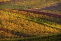 Autumn Morning Landscape With Colorful Grape Vineyards Of Czech Republic. Rows Of Vineyard Grape Vines. European Autumn Grape Vine