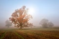 Autumn morning landscape. Sun shines through mist at in meadow. Tranquil nature background Royalty Free Stock Photo