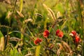 In autumn in the morning the last poppy blossoms grow on a meadow with wild grasses and the sun shines on them so that the Royalty Free Stock Photo