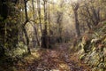 Autumn morning light in the forest Royalty Free Stock Photo