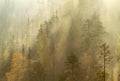 Autumn morning mist in taiga forest, Kuusamo, Finland. Royalty Free Stock Photo