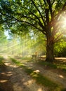 Autumn morning in old oak forest Royalty Free Stock Photo