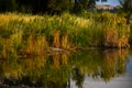 Autumn Morning Reflections In Water Cattails and Reeds Royalty Free Stock Photo