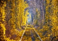 Autumn morning scenery in Tunnel of love. Klevan, Ukraine