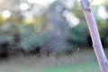 Autumn morning and the spider`s web on the plants. Shallow depth Royalty Free Stock Photo