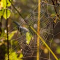 Autumn morning and the spider`s web on the plants. Royalty Free Stock Photo