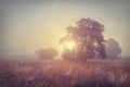 Autumn morning sunrise on foggy meadow. Early morning on autumn field. Royalty Free Stock Photo
