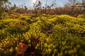 Autumn moss closeup nature background