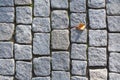 Autumn motive. A stone road with yellowed autumn leaves. Copy space background Royalty Free Stock Photo