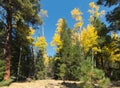 Autumn, Mount Baldy Wilderness Trail, Arizona