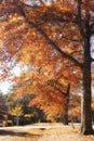 Autumn in Mount Macedon