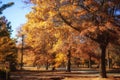 Autumn in Mount Macedon