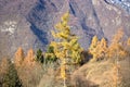 Autumn on Mount Serva, Belluno, Dolomites Royalty Free Stock Photo