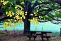 Autumn - Mount Wilson, Australia