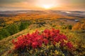 autumn mountain ash growing on the Nurali ridge in the Ural mountains in the rays