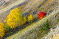 autumn mountain ash growing on the Nurali ridge in the Ural mountains in the rays