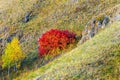 autumn mountain ash growing on the Nurali ridge in the Ural mountains in the rays