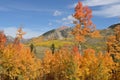 Autumn Mountain Aspen Royalty Free Stock Photo