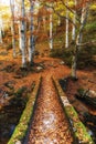 Autumn mountain colors of Old River  Stara reka  , located at Central Balkan national park in Bulgaria. Royalty Free Stock Photo