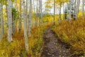 Autumn Mountain Hiking Trail at Steamboat Springs Royalty Free Stock Photo
