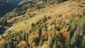 Autumn mountain landscape aerial. Evergreen pine trees and yellow fall forest on magestic mounts