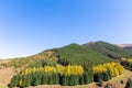 Autumn mountain landscape. green and yellow trees on the hillside. Forest in the mountains. Kyrgyzstan Royalty Free Stock Photo