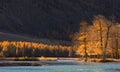 Autumn mountain landscape with sunlit trees and a cold blue rive