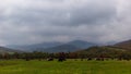 Autumn mountain landscape in the Ukrainian Carpathians - a herd of cows grazing in a meadow, yellow and red trees combined with gr Royalty Free Stock Photo