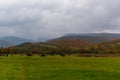 Autumn mountain landscape in the Ukrainian Carpathians - a herd of cows grazing in a meadow, yellow and red trees combined with gr Royalty Free Stock Photo