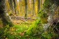 Autumn mountain landscape Wielka Racza