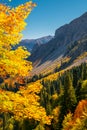 Autumn mountain landscape with yellow, orange and red foliage trees and green pines. Abkhazia, Pshegishva trail. Royalty Free Stock Photo