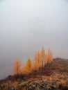 Autumn mountain slope with golden larches. Atmospheric forest landscape with coniferous trees in low clouds in autumn rainy